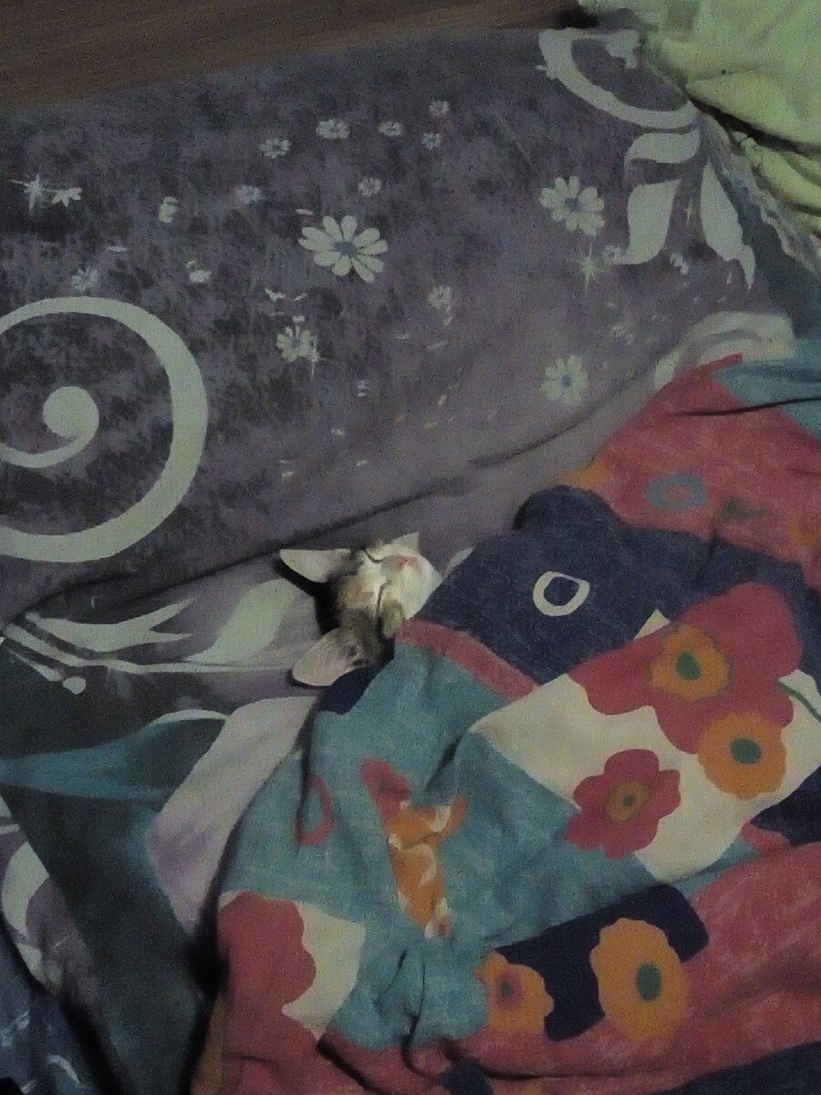 Котикам не нужны наушники, чтобы сладко спать