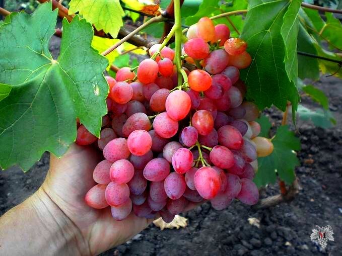 Сорта ВИНОГРАДА, от которых я НИКОГДА НЕ ОТКАЖУСЬ!