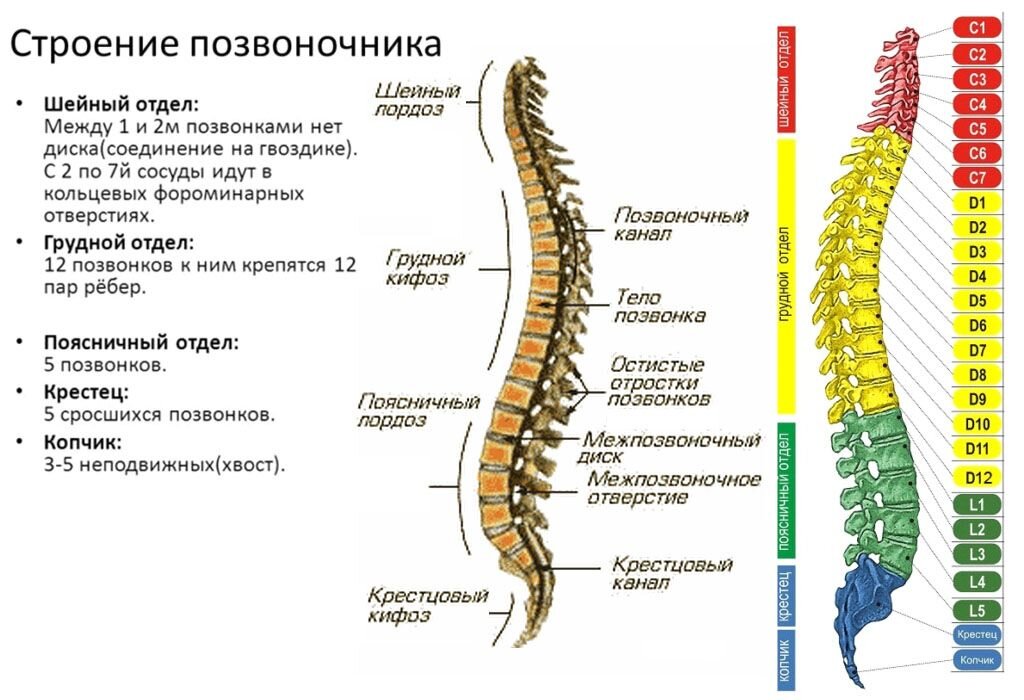 Строение позвоночника по отделам