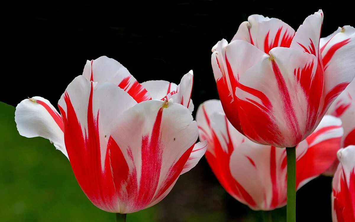 Красота из свободных источников! 