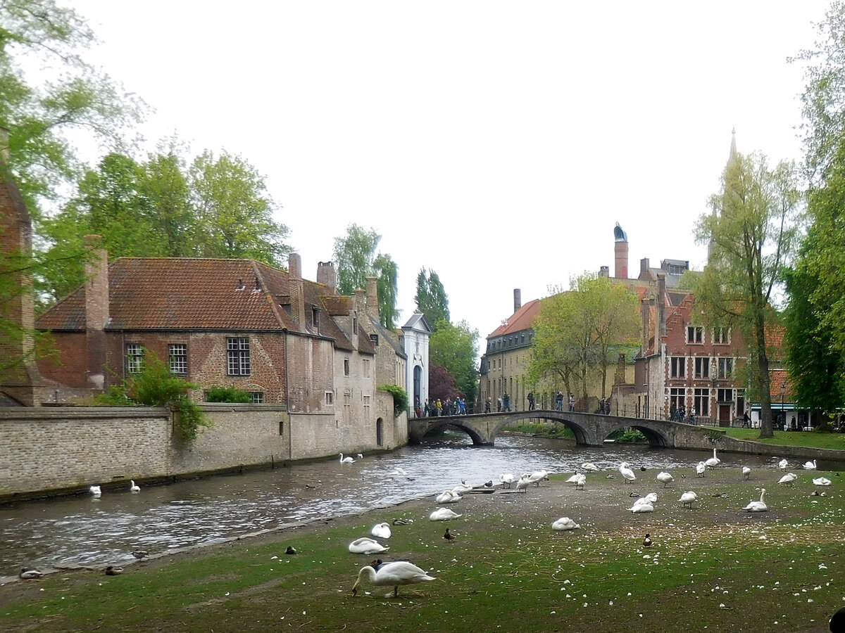 Лебедь — один из символов Брюгге