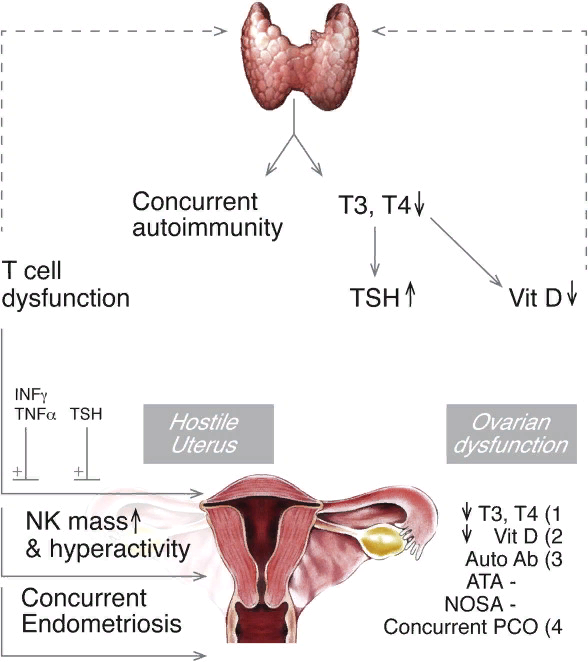 Взаимосвязь яичника. Щитовидка и яичники взаимосвязь. Связь гормонов щитовидной железы и яичников. Яичники вырабатывают гормон. Соотношение тиреоидных гормонов.