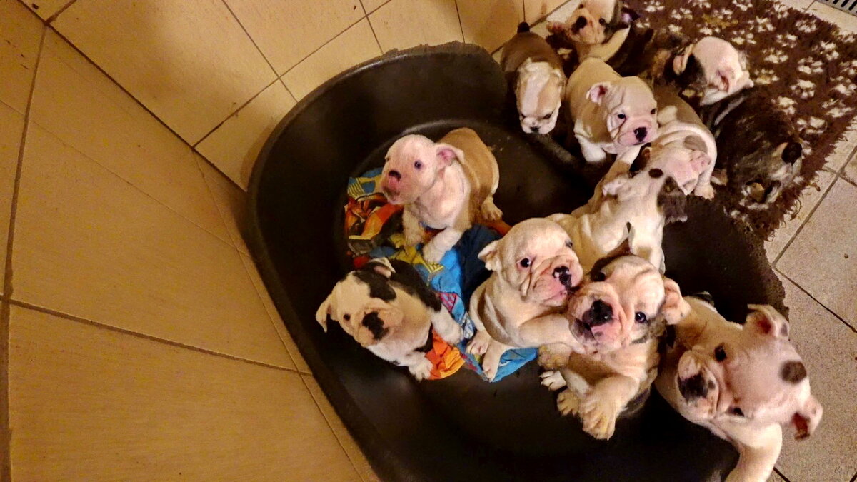 11 щенков Английского Бульдога