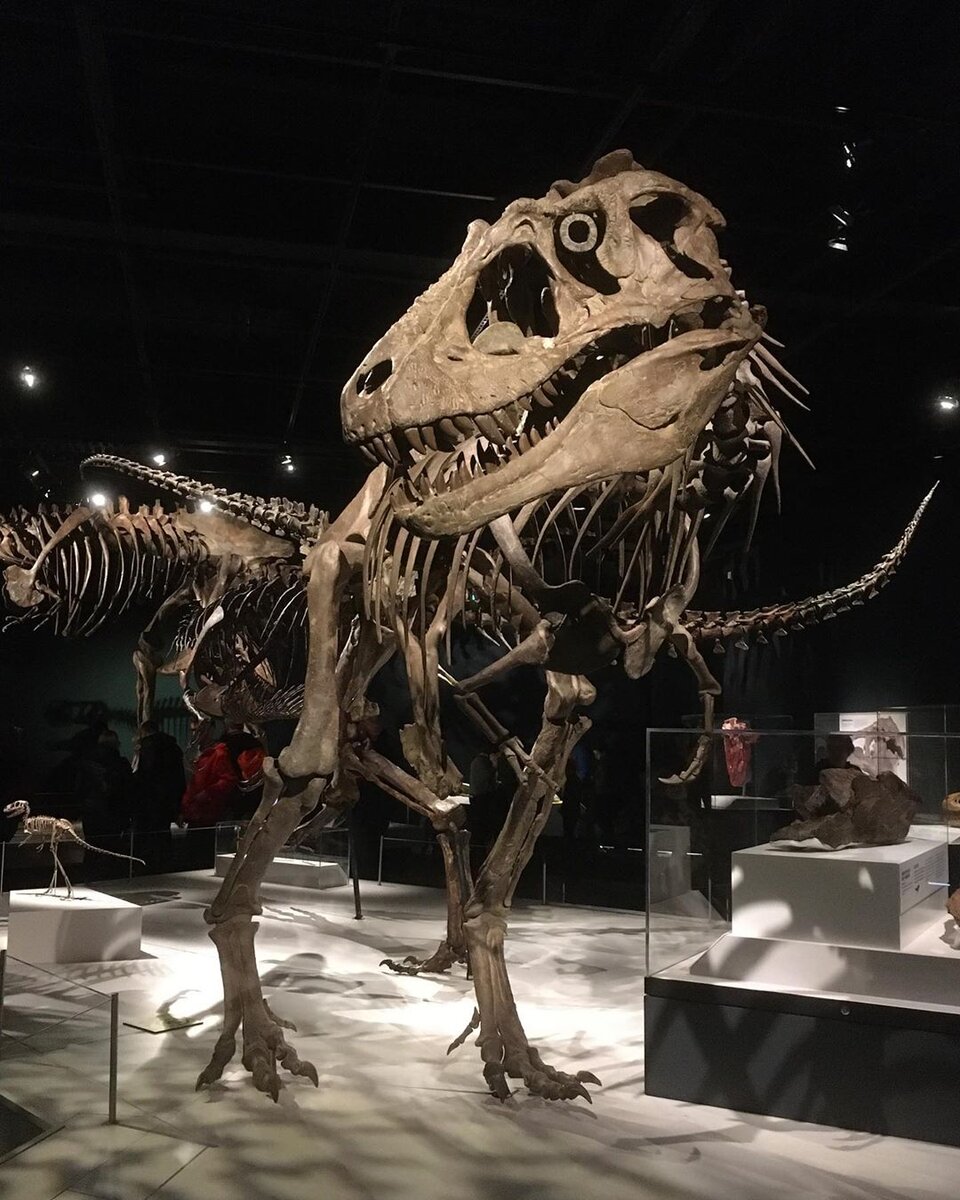 скелет тираннозавра джейн. тиранозавр скотти рекс скелет. найден тиранозавр. тиранозавр рекс jurassic park. тирекс динозавр кости.