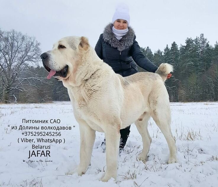 Среднеазиатская овчарка бульдозер