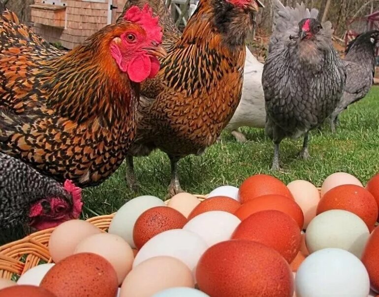 Фотография взята из свободного источника в интернете 