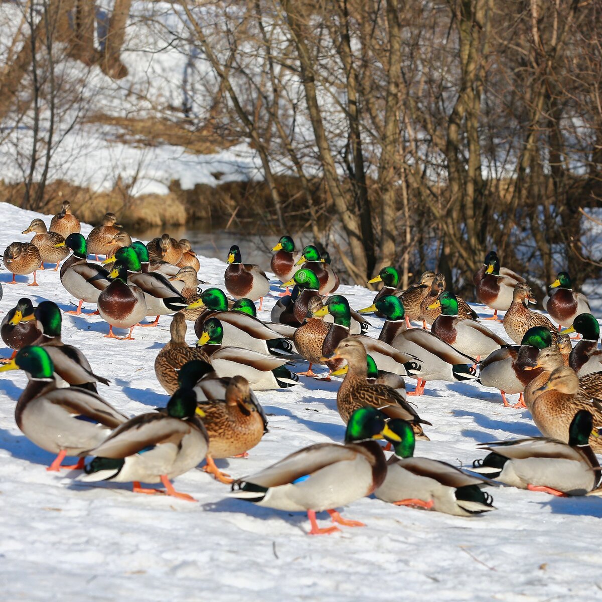 Утки зимой в москве