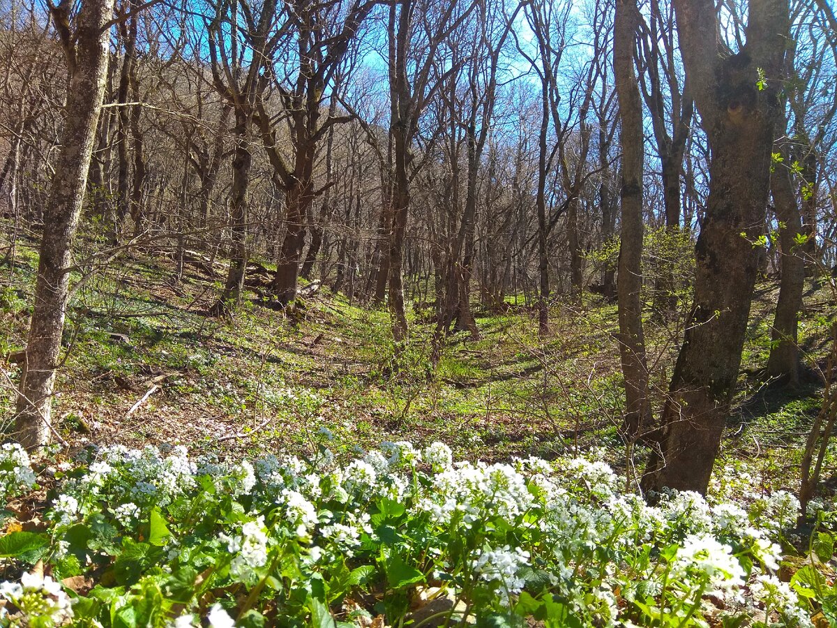 Лес весной