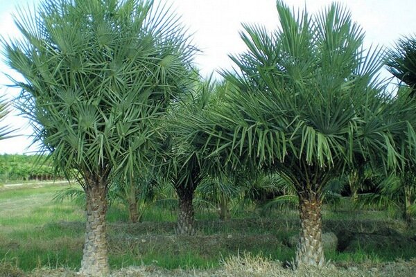 Пальма Copernicia prunifera