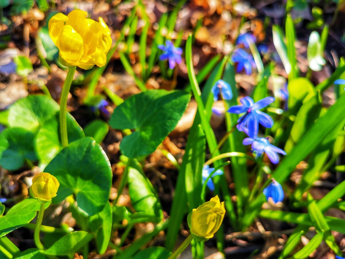Весенним чудеса
