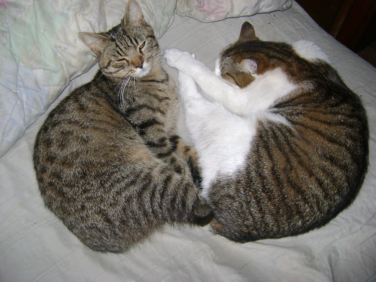 Саня до болезни:
- Яша, скажи мне, как старший и более опытный кот: это правда, что кровати созданы для людей?
- Нет, Санёк, это фантастика!