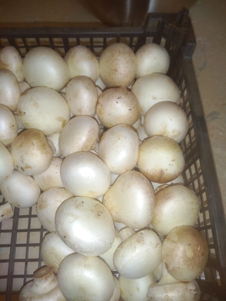 Беру на крупных рынках. Там свежее продукты.