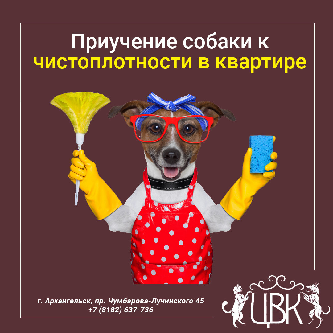 Как приучить собаку к чистоплотности