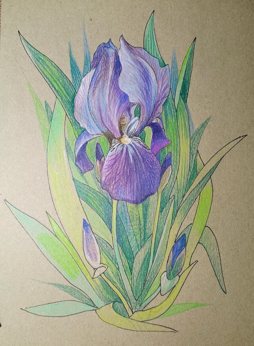 Как нарисовать орхидею карандашом и красками поэтапно