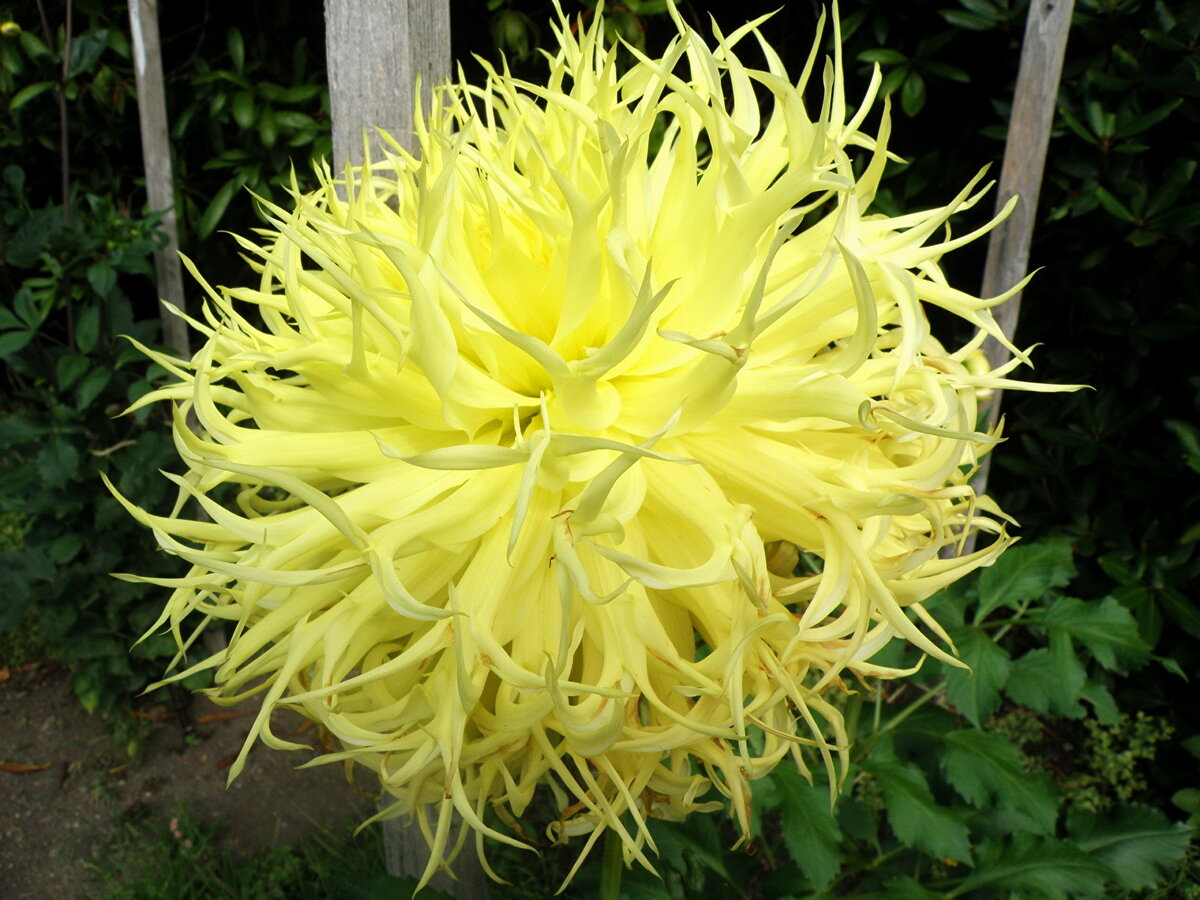 Кактусовые георгины Dahlia Cactus