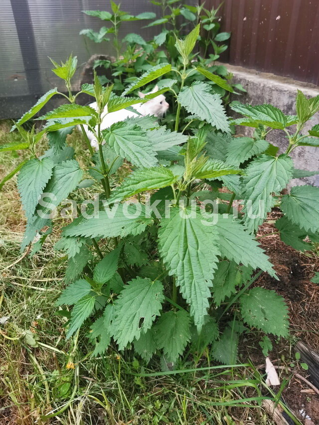 Полезная крапива