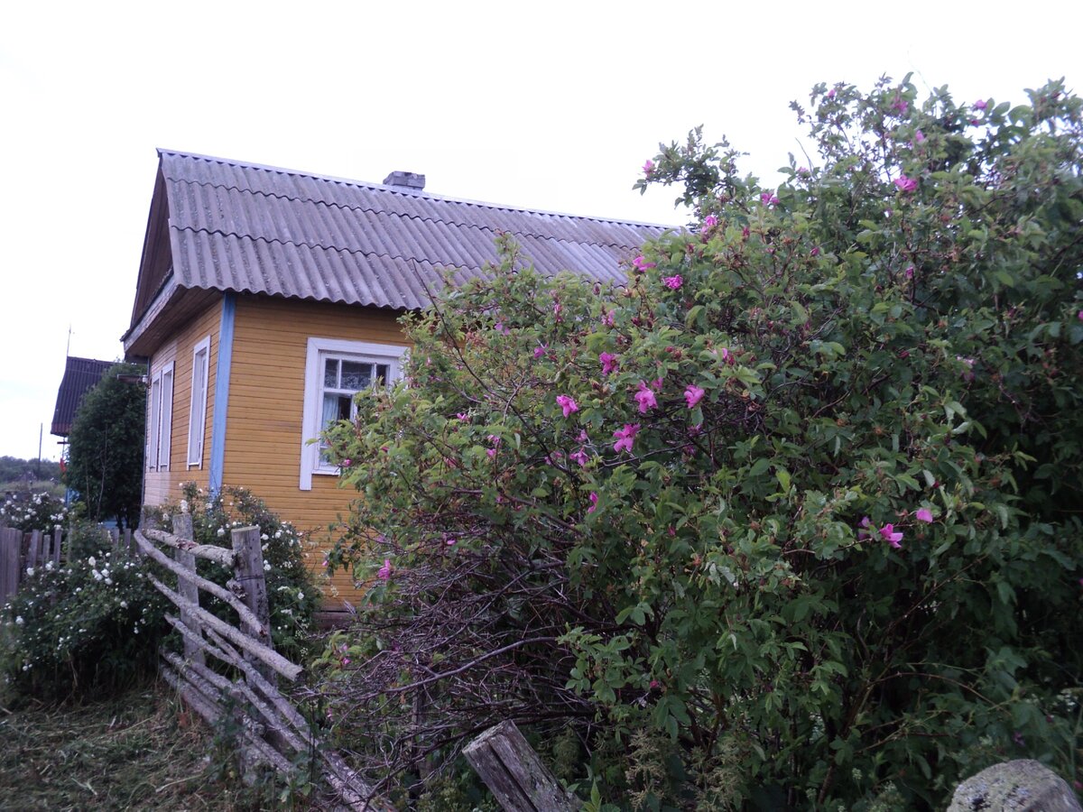 куст  шиповника и на самом деле очень высокий ,около 3 м