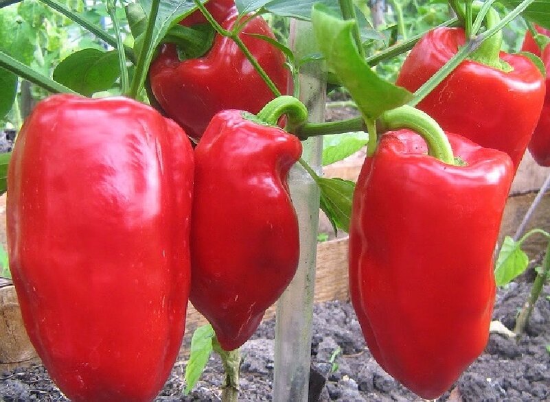 Перцы очень красиво выглядят на грядках