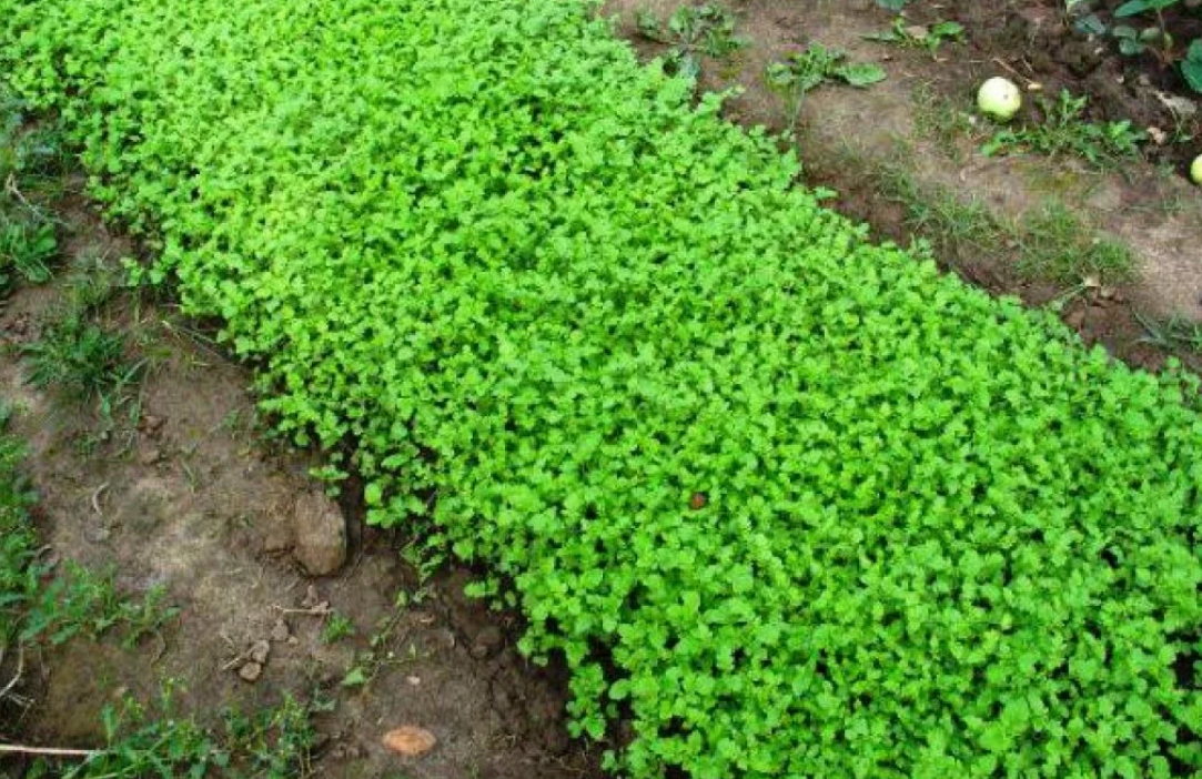 грядка с горчицей