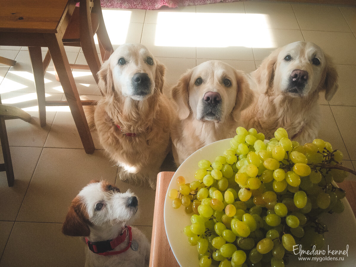 Почему нельзя кормить виноградом?