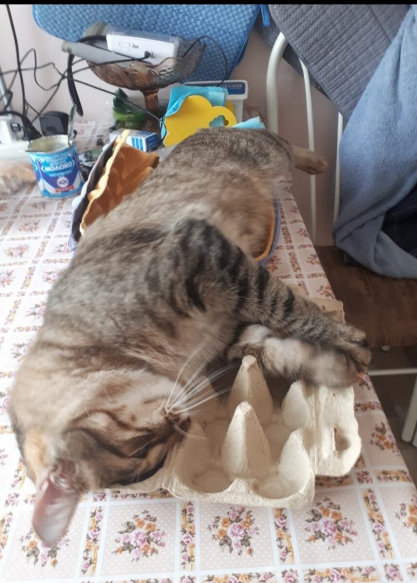 Мой кот жив, он просто устал)))