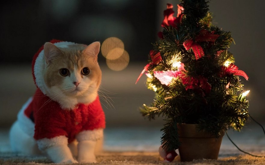 Источник фото: w-dog.ru