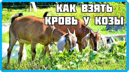 Как взять кровь у козы