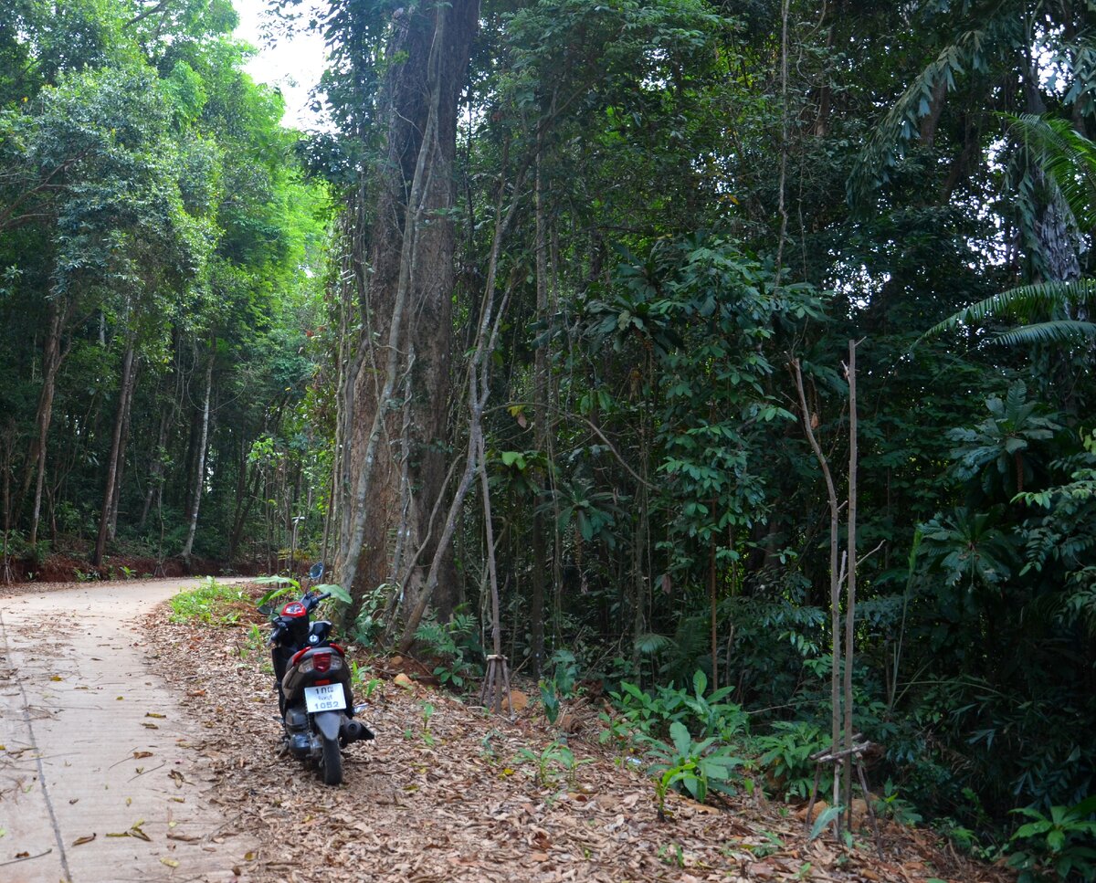 Бетонная дорога, проложенная через #джунгли на Ко Куде. И наш байк, на котором мы исколесили за 3 дня весь #остров . Фото автора.