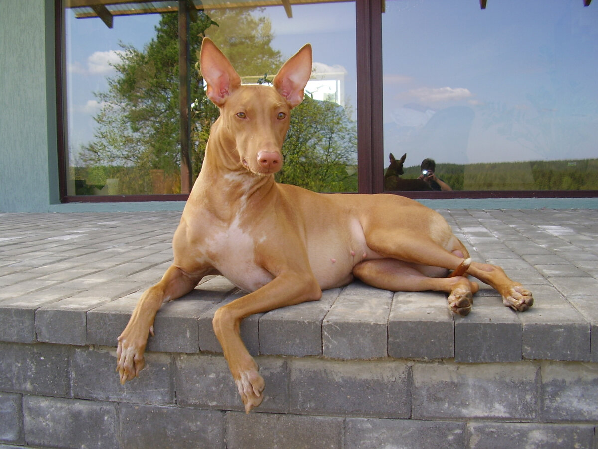 Вот он, посланец богов с Сириуса - фараонова собака. Яндекс картинки