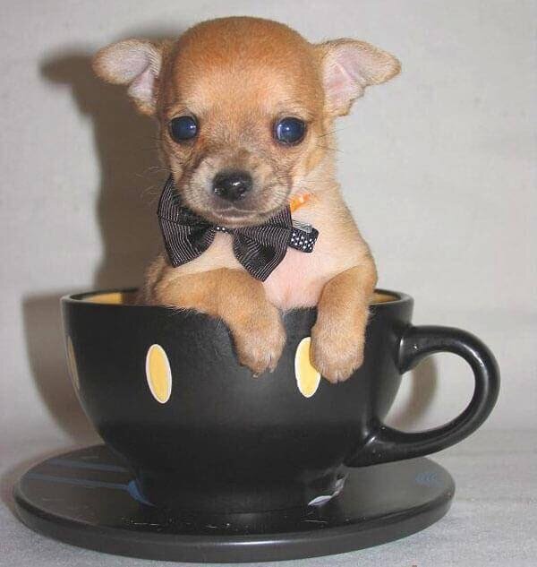 Маленький песик помещается в чашку