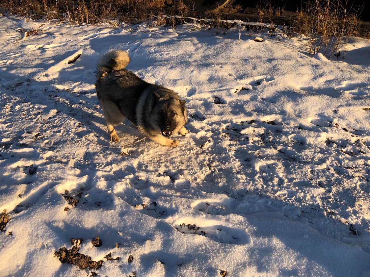 Утренняя прогулка с Алтаем (Элдхаунд, норвежская лосиная лайка)