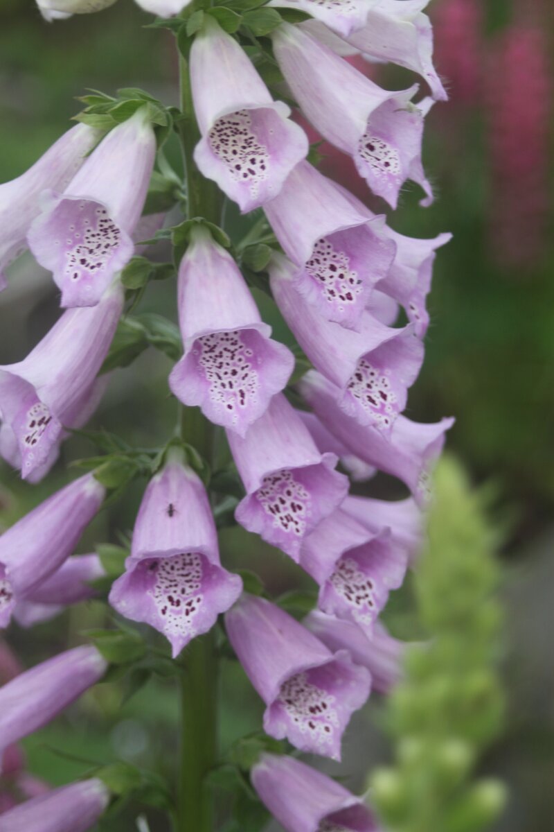 Цветки из самосева в основном розовые.