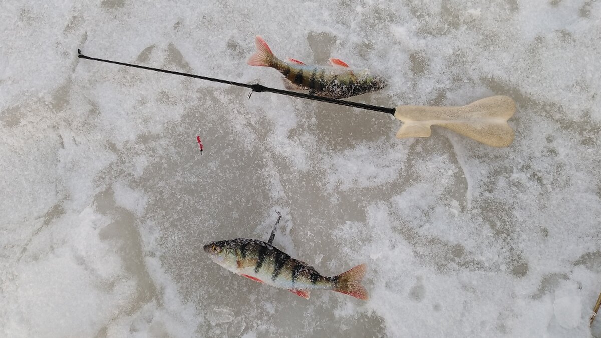 ловля окуня в тростнике Ладожского озера