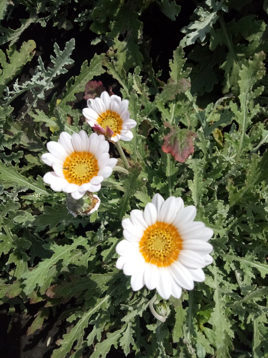 мой арктотис  в первый год выращивания