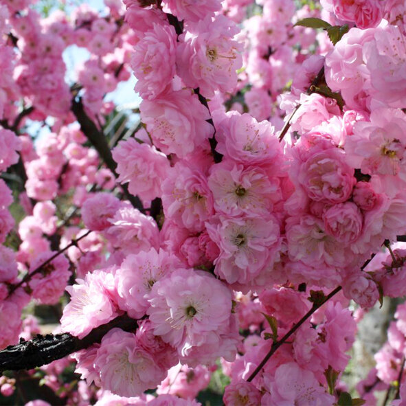 Миндаль трехлопастный