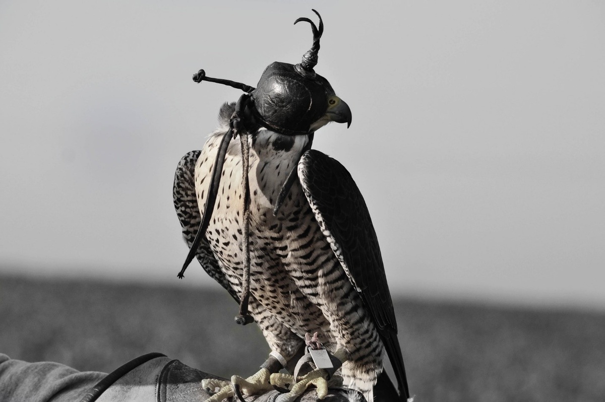 Ястреб, изображение Erik Müller с сайта Pixabay