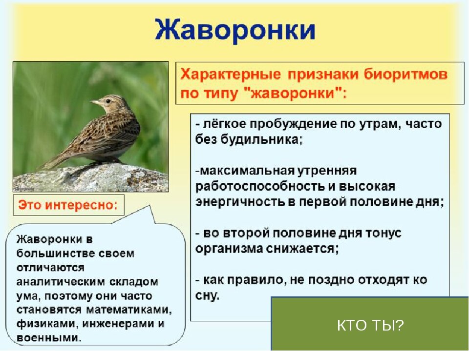 Жаворонок это человек. Совы и Жаворонки биоритмы. Биоритмы Жаворонки Совы и голуби. Жаворонок Тип человека. Жаворонок и Сова типы людей.