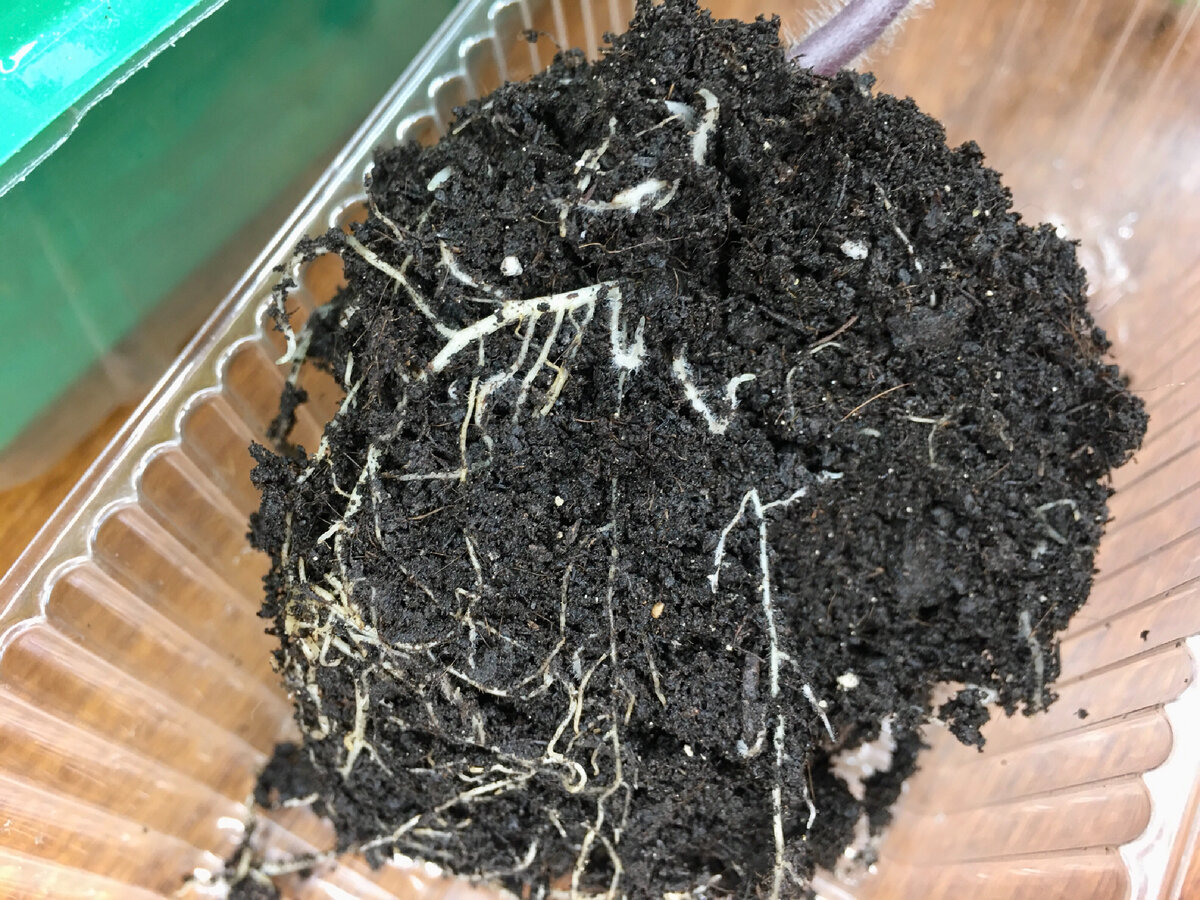 А ком реально не маленький. Весь корнями освоен. ⏩⏩