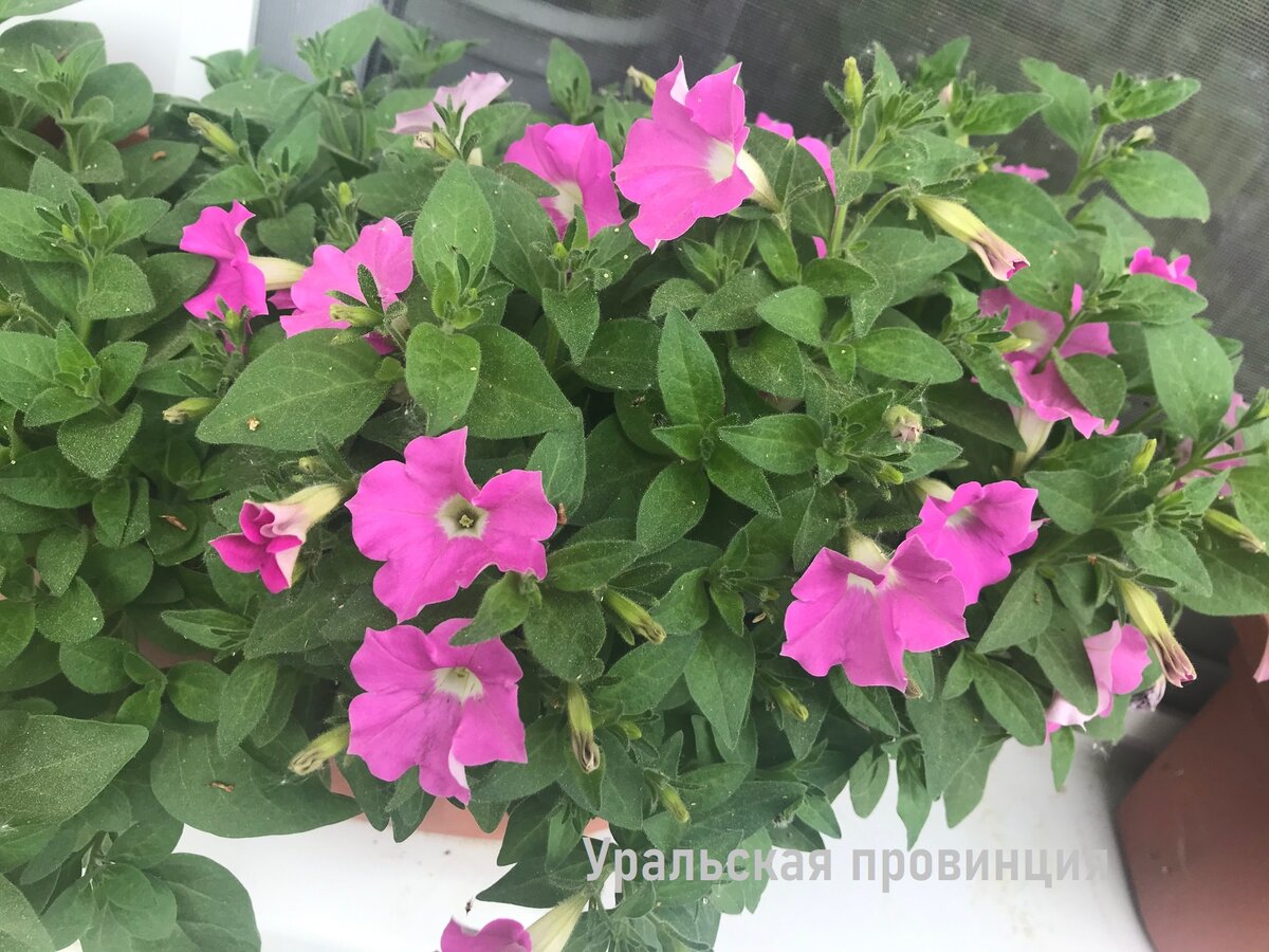 Использую средство за 20 рублей и мои петунии цветут всё лето как ...