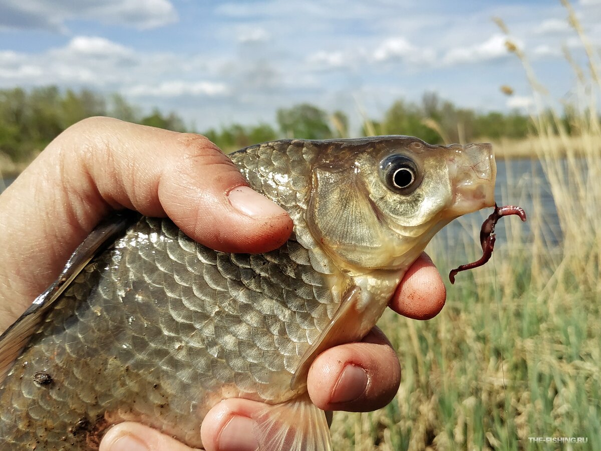 Карась на червя
