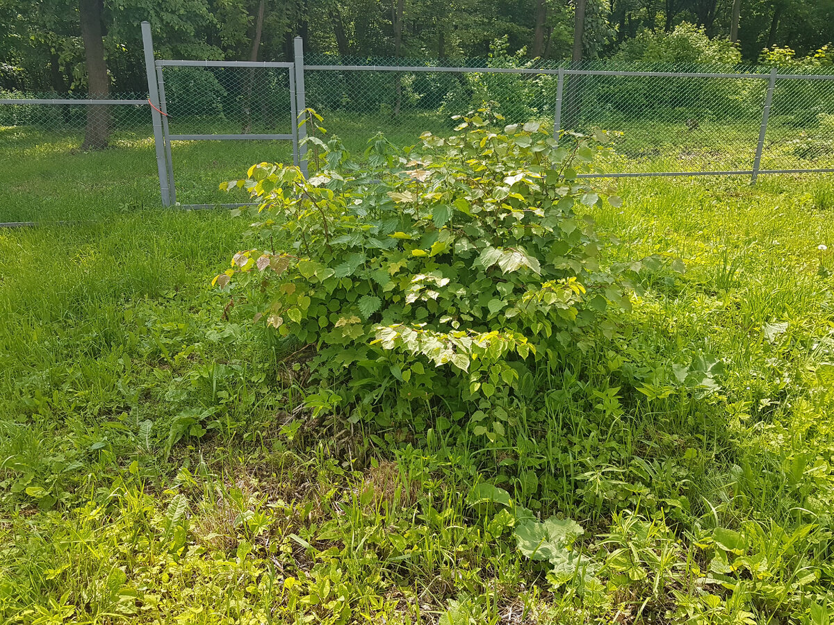 Так выглядели пни, от которых нужно было избавиться