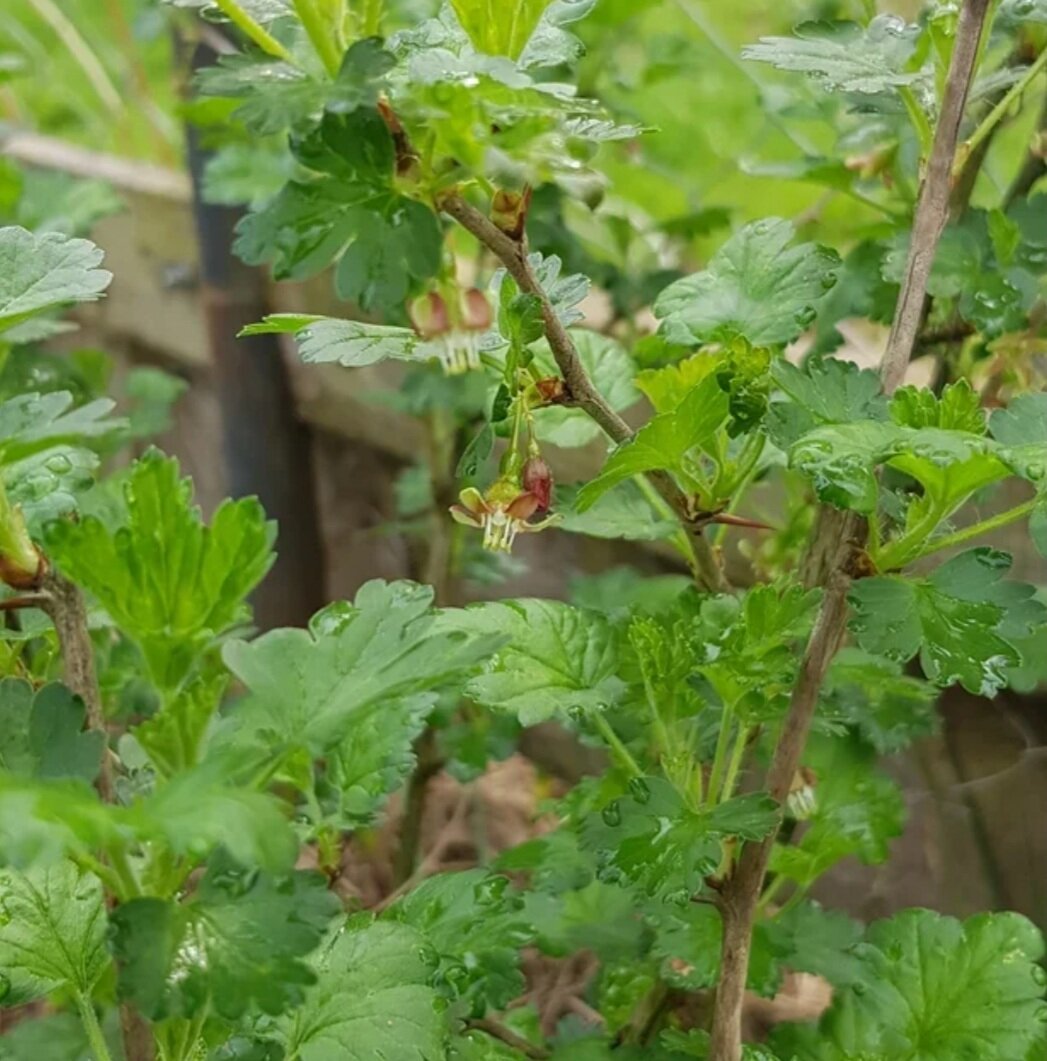 Крыжовник автора 