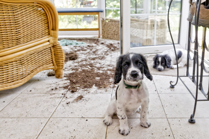 https://www.akc.org/expert-advice/puppy-information/puppy-proofing-tips-for-your-home-and-yard/