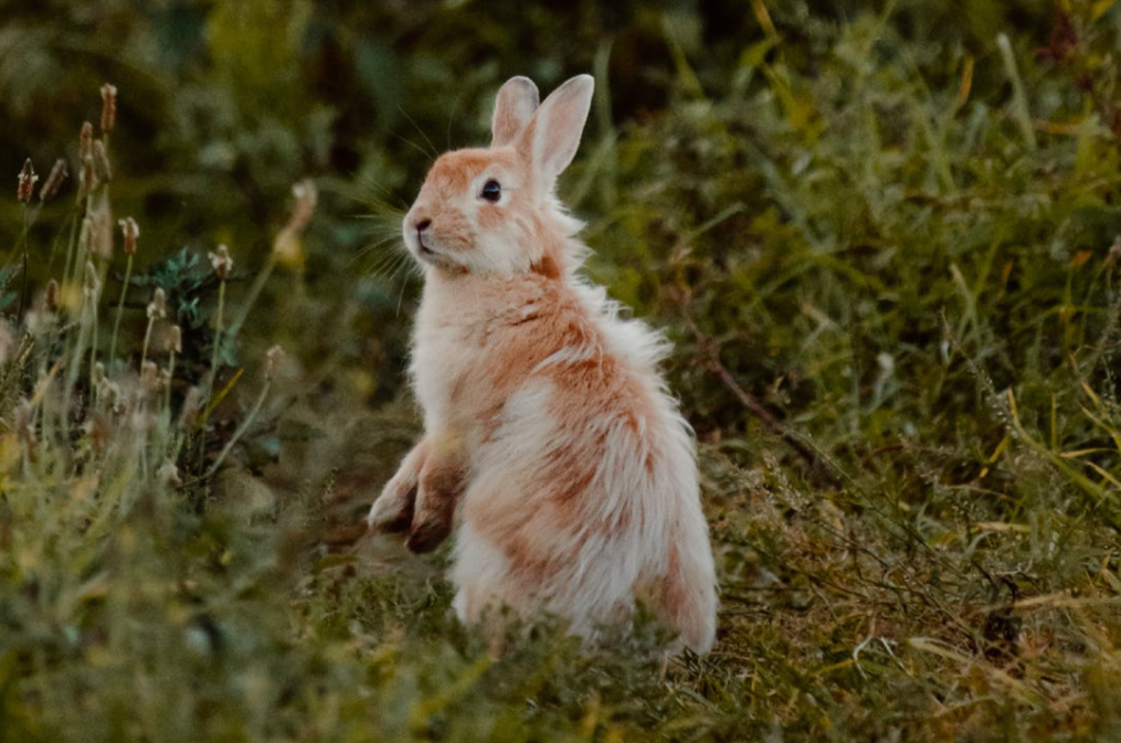 Кролик с надеждой