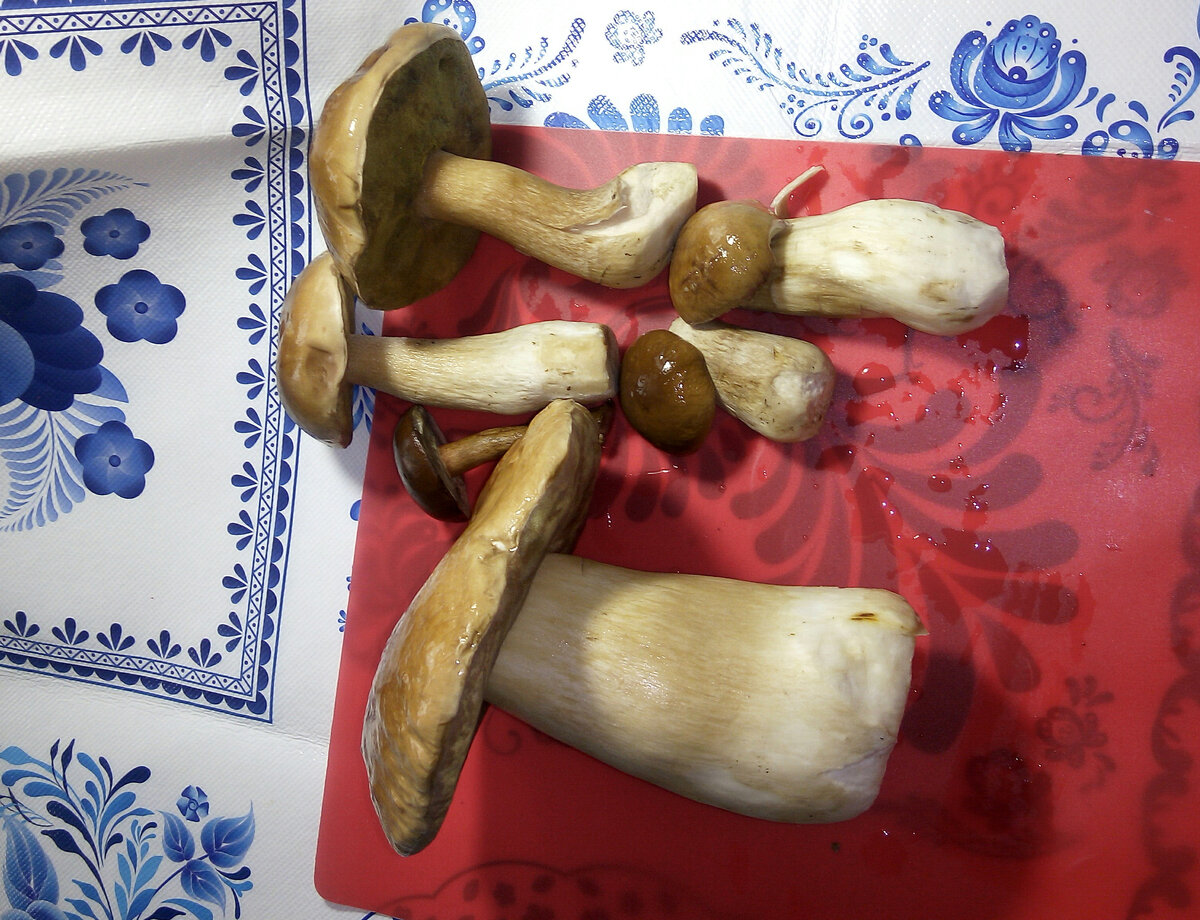 Вот такие белые грибы я нашла.