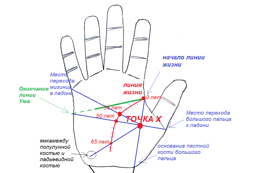 Линия личные. Хиромантия. Линия жизни.