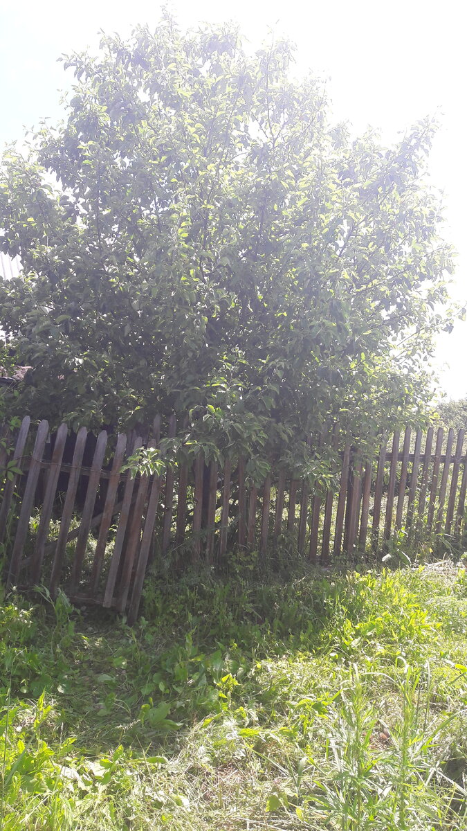 Вот такое неприветливое зрелище. И главное - за этой калиткой меня никто не ждет.