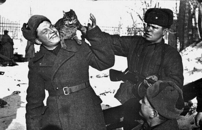 Животные используются человеком с самого начала своей истории. Первым делом в данном вопросе, конечно же, вспоминают лошадей. Однако, в разные времена люди применяли с пользой для себя и многие другие виды братьев меньших. В их числе оказались и коты. Может показаться, что кот на войне абсолютно бесполезен. Но на самом деле это не так. Особенно пригодились солдатам мохнатые и хвостатые в две мировые войны.
