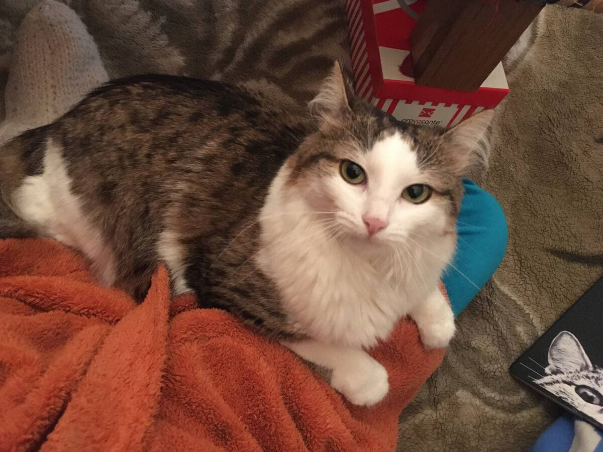 В смысле котины коленочки собрались куда-то уезжать...