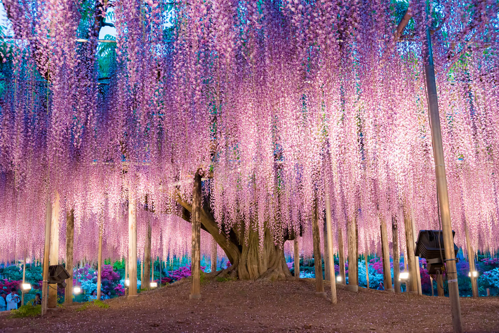 Водопад вистерий.